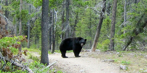 A black bear (not Bigfoot) I encountered last month in Glacier National Park